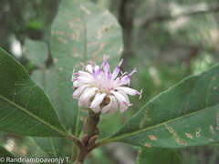 Oliganthes