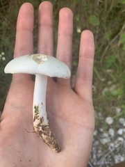 Tricholoma album