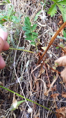 Platanthera unalascensis