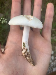 Tricholoma album