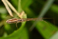Tetragnatha straminea