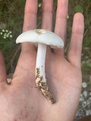 Tricholoma album
