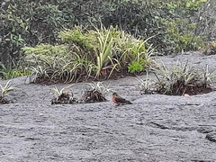 Hirundinea ferruginea