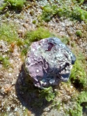 Lithophyllum incrustans