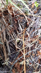 Platanthera unalascensis