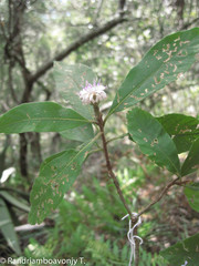 Oliganthes