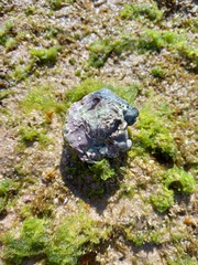 Lithophyllum incrustans