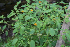 Impatiens capensis