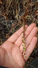 Platanthera unalascensis