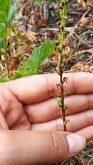 Platanthera unalascensis