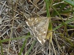 Loxostege sticticalis