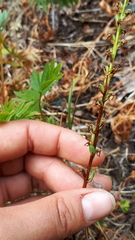 Platanthera unalascensis