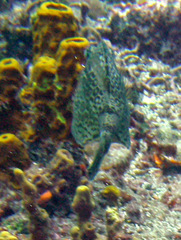 Acanthostracion polygonium