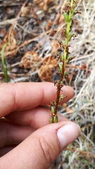 Platanthera unalascensis