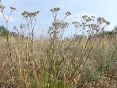 Gypsophila fastigiata