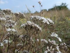 Gypsophila fastigiata