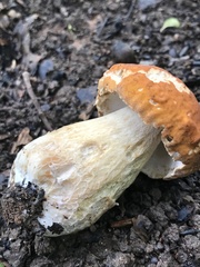 Boletus nobilissimus