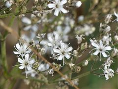 Gypsophila fastigiata