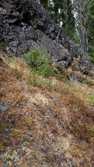 Platanthera unalascensis