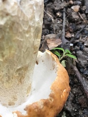 Boletus nobilissimus