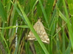 Loxostege sticticalis