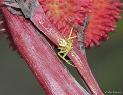 Misumenops maculissparsus