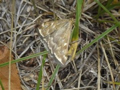 Loxostege sticticalis