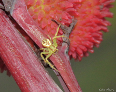 Misumenops maculissparsus