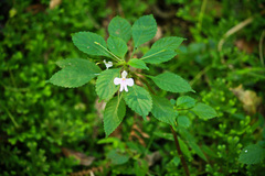 Impatiens hochstetteri hochstetteri