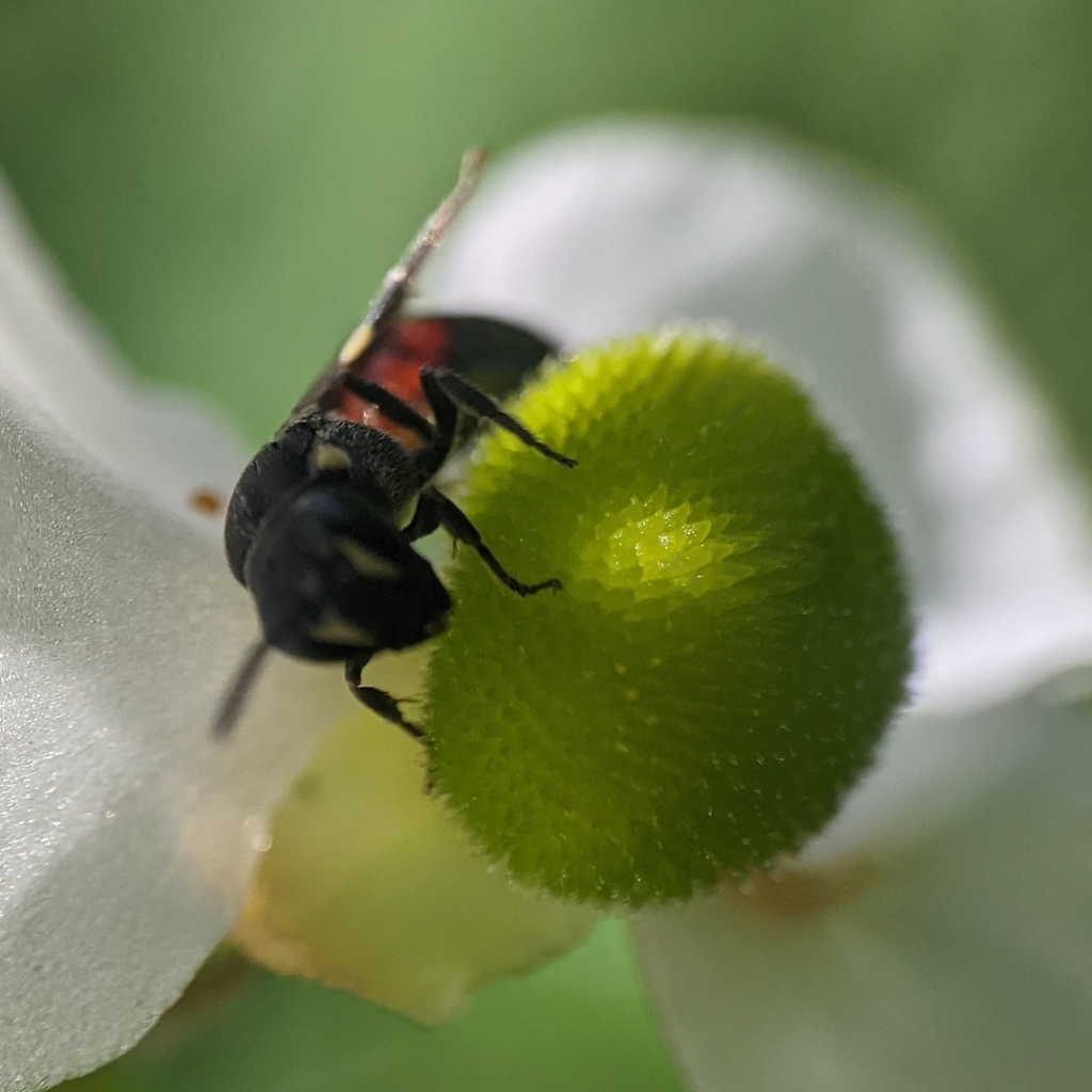 Nelumbo Masked Bee