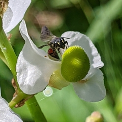 Hylaeus nelumbonis