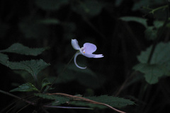 Impatiens hochstetteri hochstetteri
