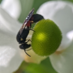 Hylaeus nelumbonis