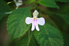 Impatiens hochstetteri hochstetteri