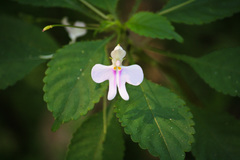 Impatiens hochstetteri hochstetteri