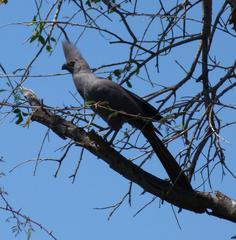 Corythaixoides concolor bechuanae