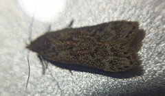 Anacampsis populella