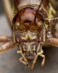 Ephippiger discoidalis