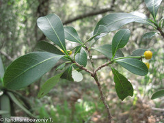 Psychotria isalensis image