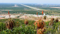 Aloe pluridens