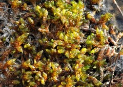 Scorpidium scorpioides