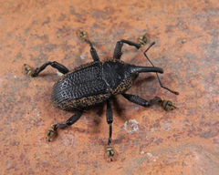 Homalinotus deplanatus