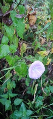 Calystegia sepium spectabilis