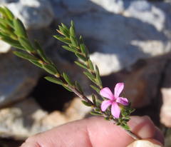 Acmadenia maculata