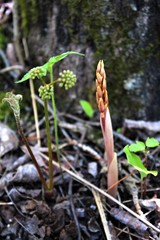 Corallorhiza striata