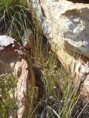 Acmadenia maculata