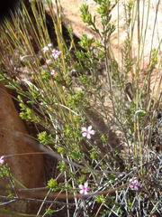 Acmadenia maculata