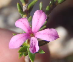 Acmadenia maculata