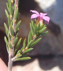 Acmadenia maculata