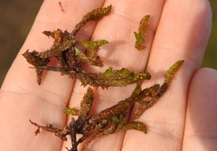 Scorpidium scorpioides